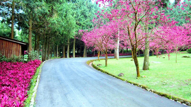Curved Road with Pink Trees