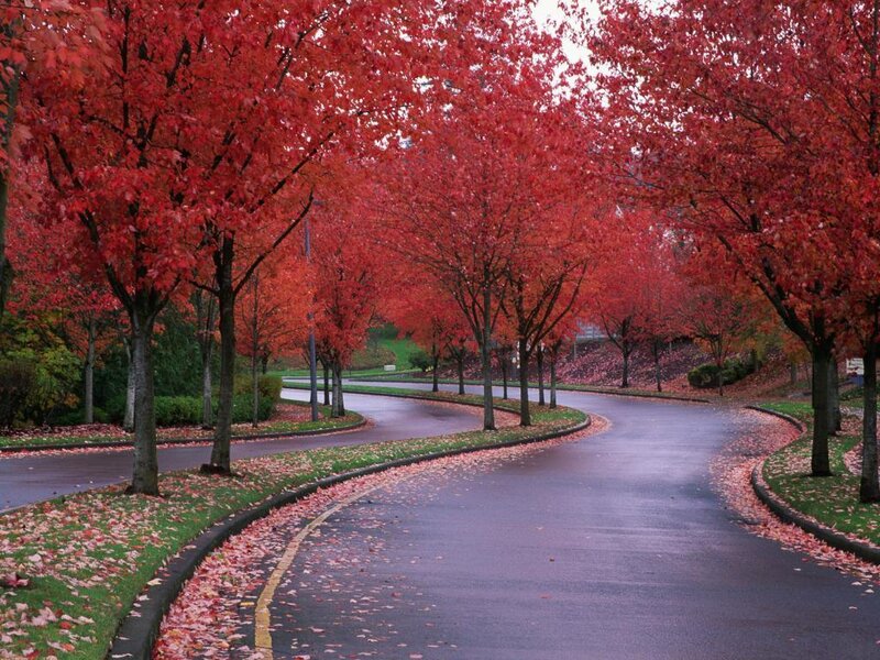 Curved Road with Red Trees