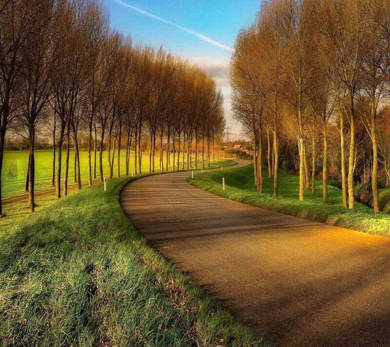Curved Road with Trees — Green, Serene, Afternoon