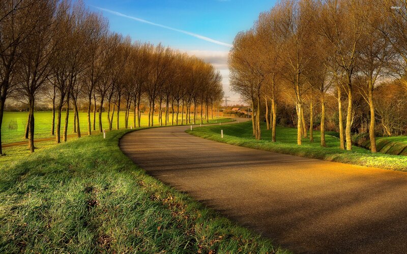 Curved Road with Trees — Green, Serene