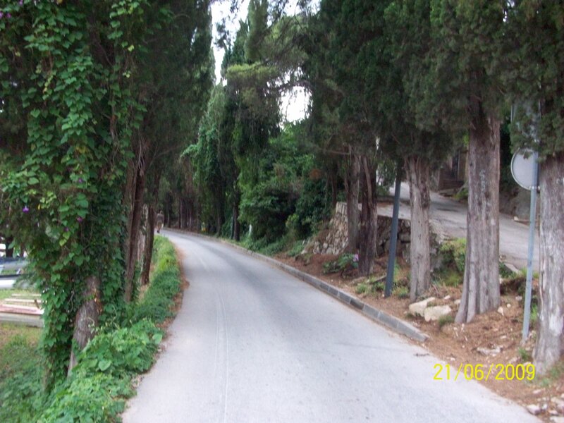 Curved Road with Trees