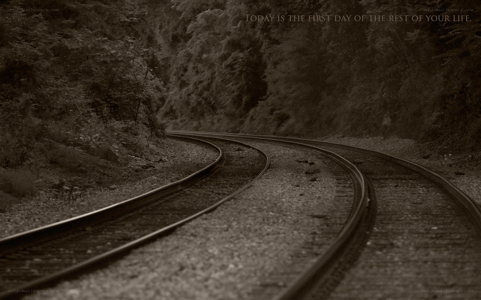 curved train tracks in forest