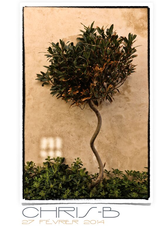 Curved Tree Against Wall