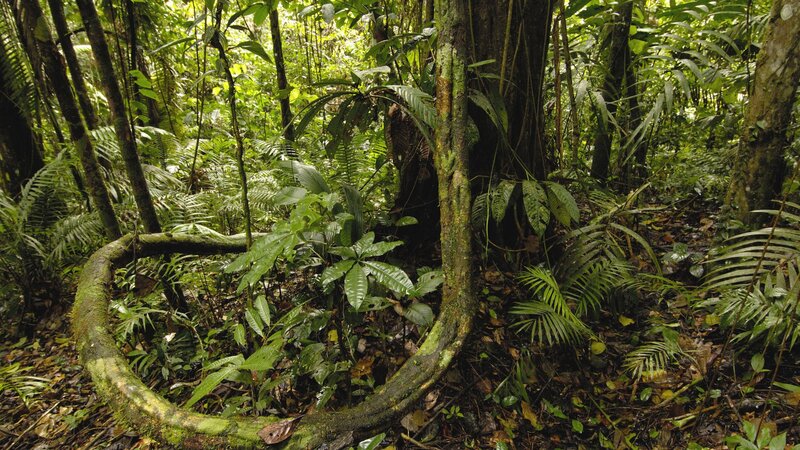Curved Tree Root in Forest