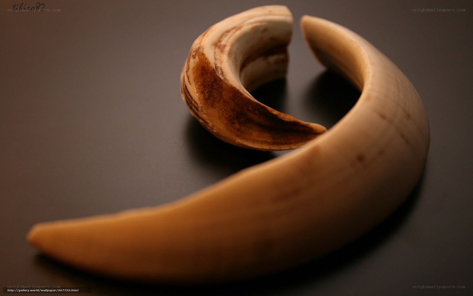 Curved tusk object