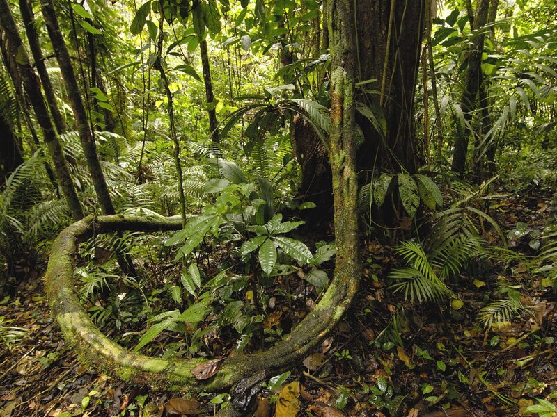 Curved Vine in Forest