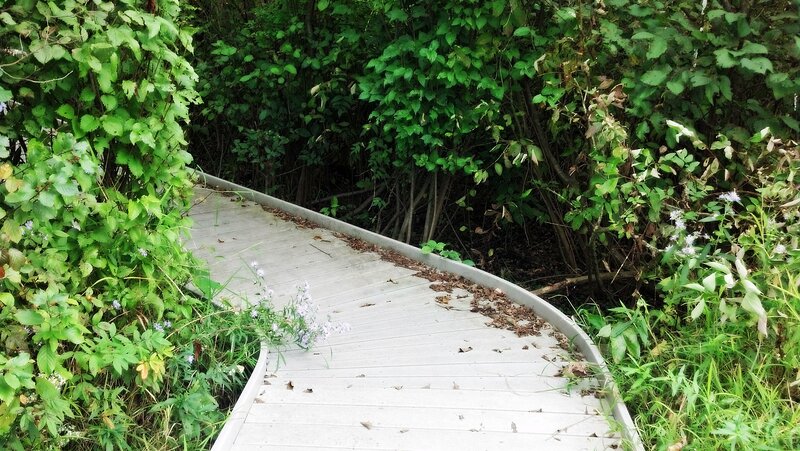 Curved Wooden Boardwalk