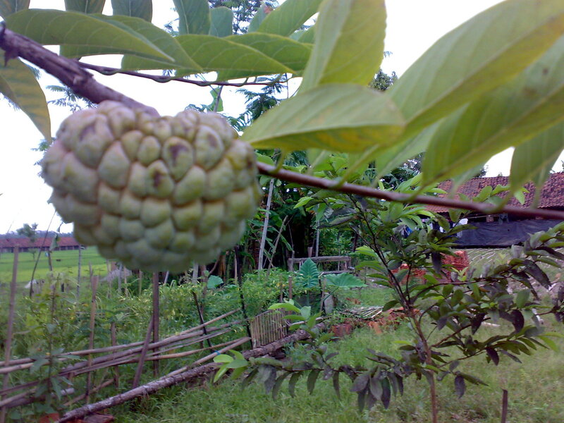 Custard Apple on Branch
