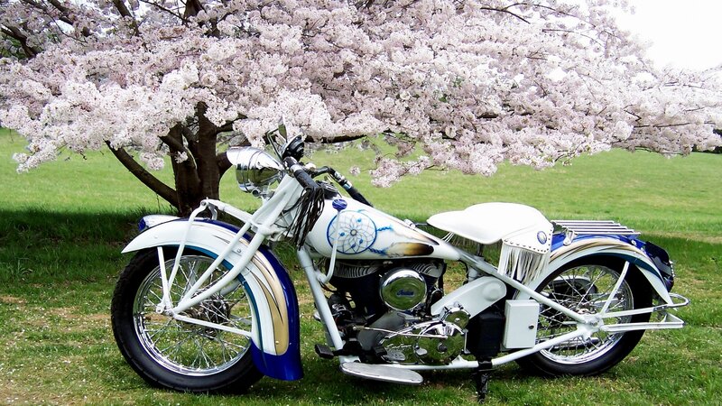 Custom Motorcycle under Tree
