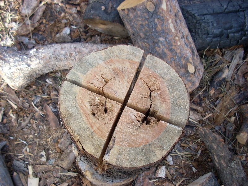 Cut log with cross-shaped split
