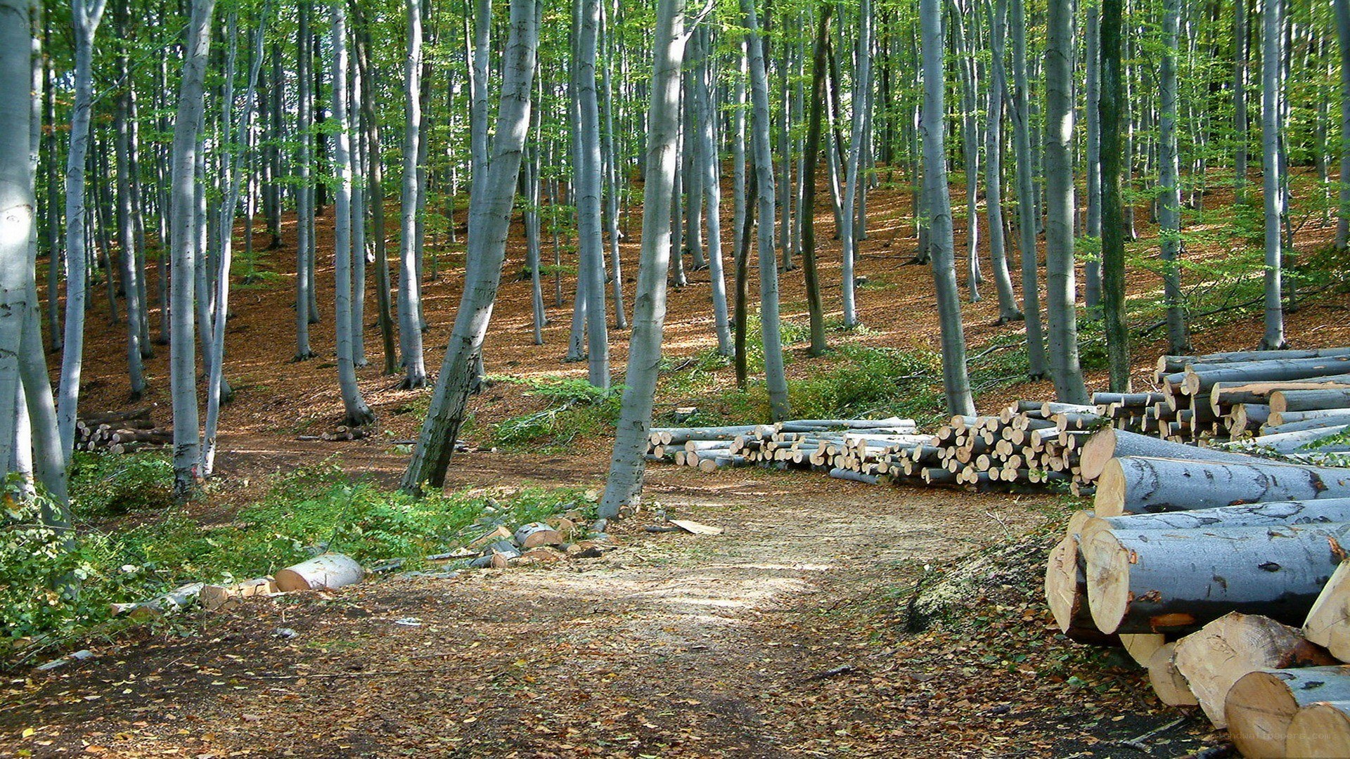 Cut logs in a beech forest
