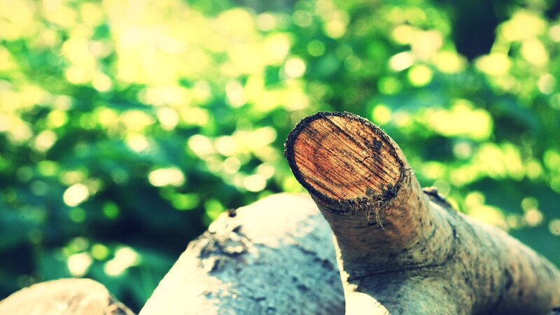 Cut Tree Branch — Green, Serene