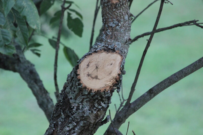 Cut Tree Branch — Green