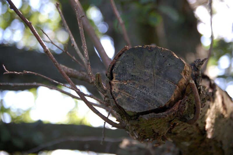Cut Tree Branch