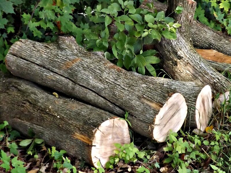 Cut Tree Logs
