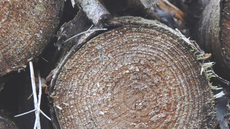 Cut Tree Stump — Brown