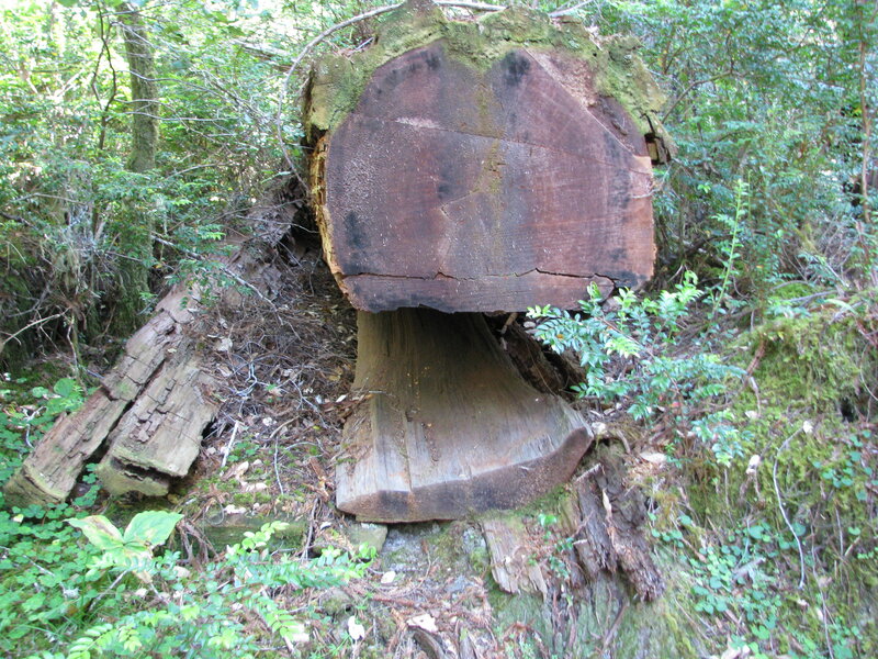 Cut Tree Stump — Green