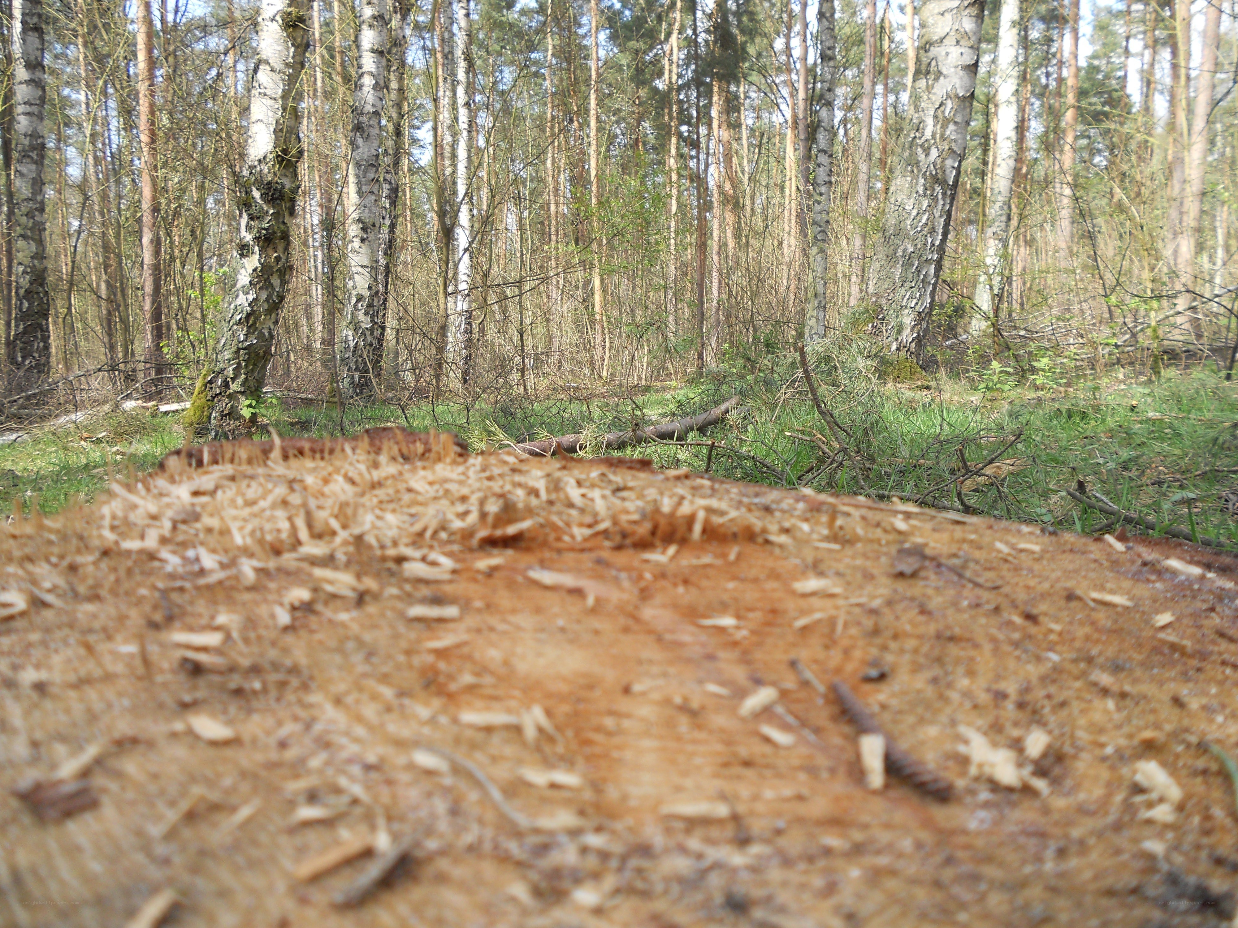 Cut tree stump in forest