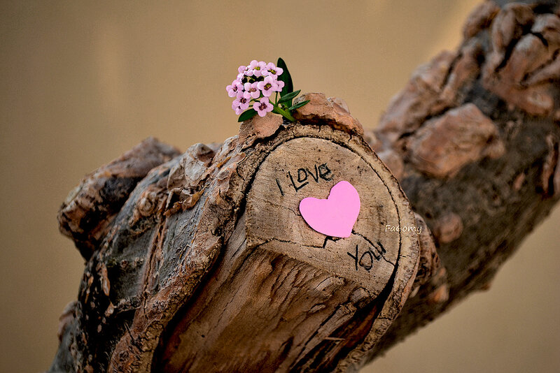 Cut Tree Stump