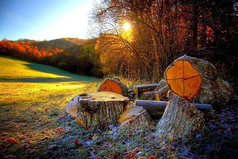 Cut Tree Stumps
