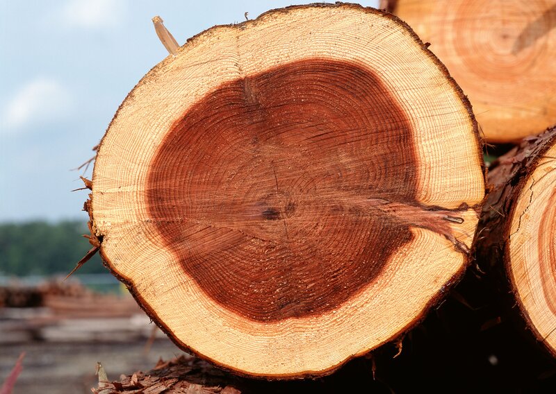 Cut tree trunk cross-section
