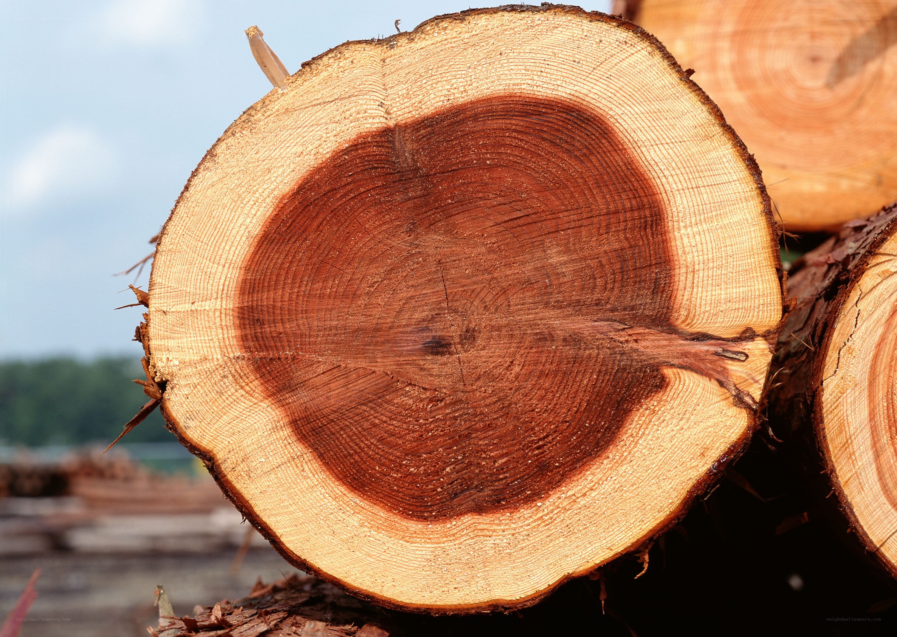 Cut tree trunk cross-section