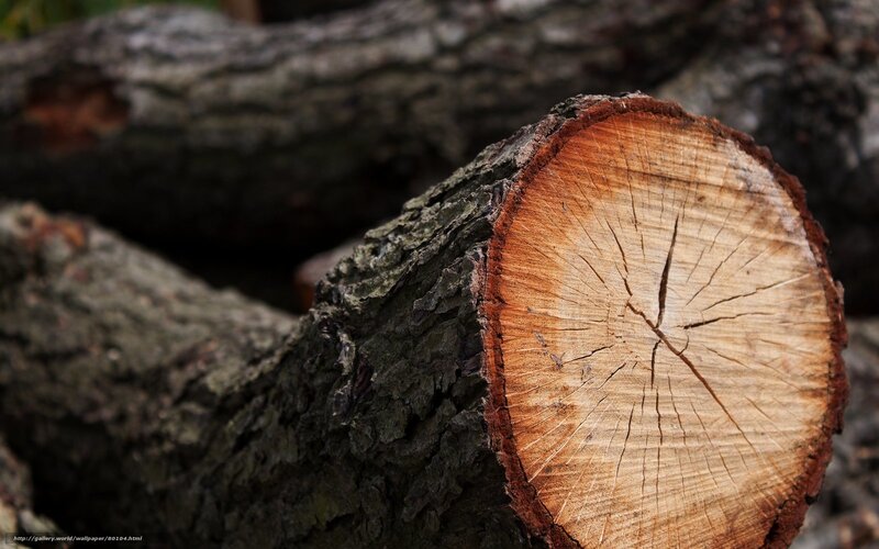 Cut tree trunk cross-section