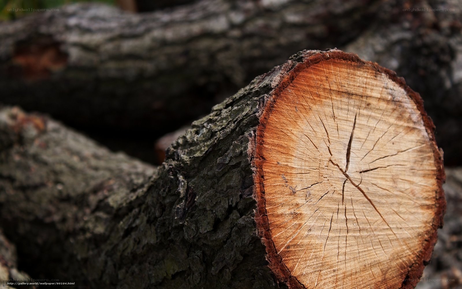 Cut tree trunk cross-section