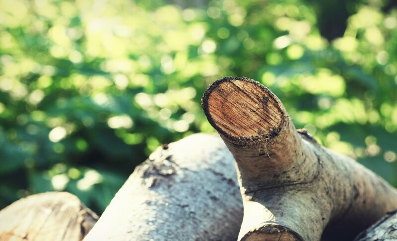 Cut Tree Trunk — Green, Serene