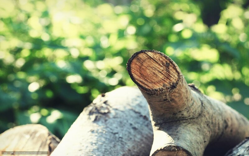 Cut Tree Trunk — Green