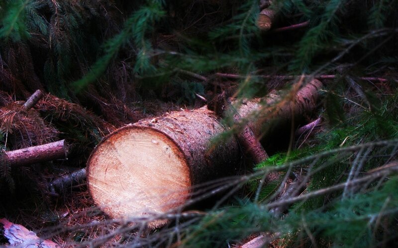 Cut Tree Trunk in Forest — Green