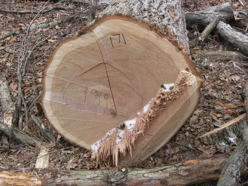 cut tree trunk in forest
