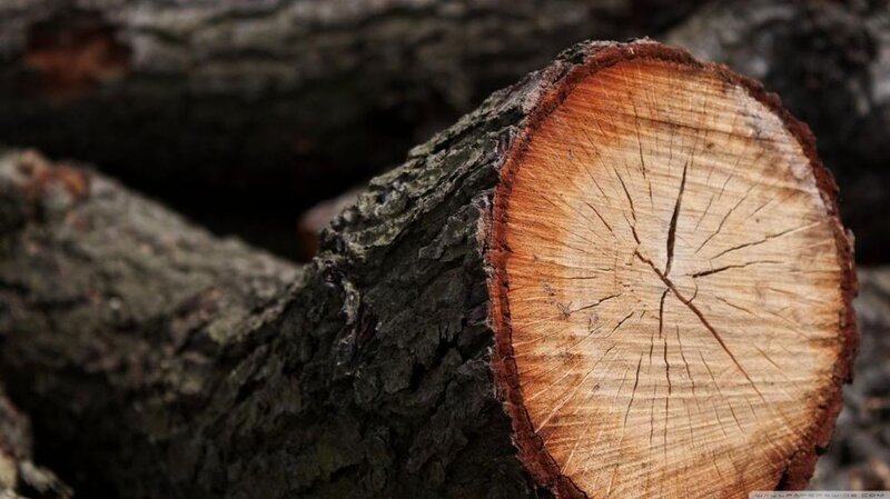 Cut Tree Trunk