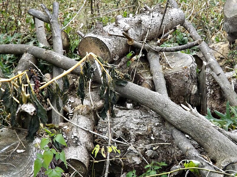 Cut Tree Trunks