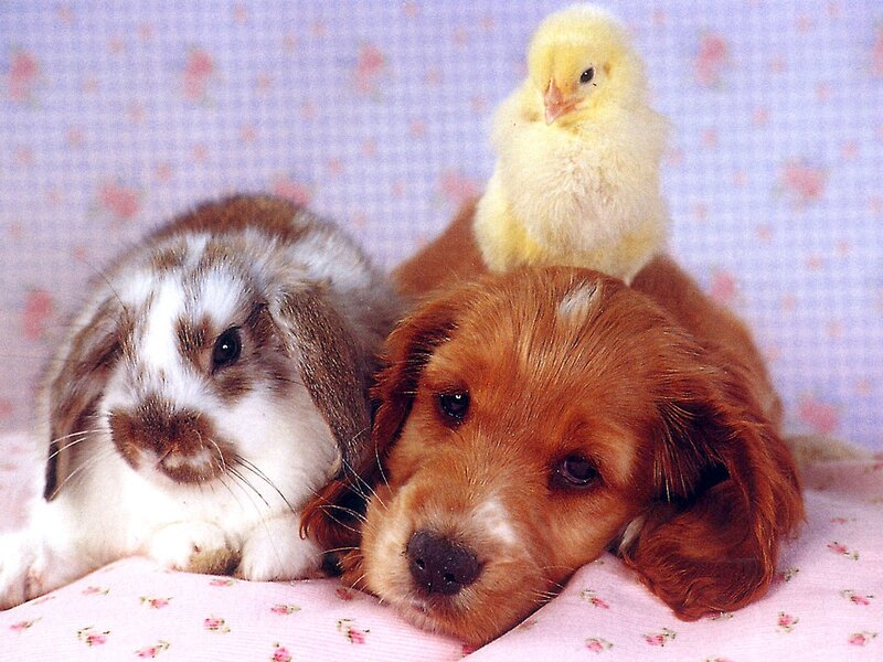 cute animals together