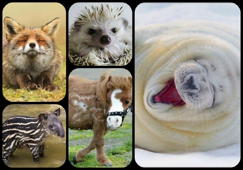Cute Baby Animals — Brown