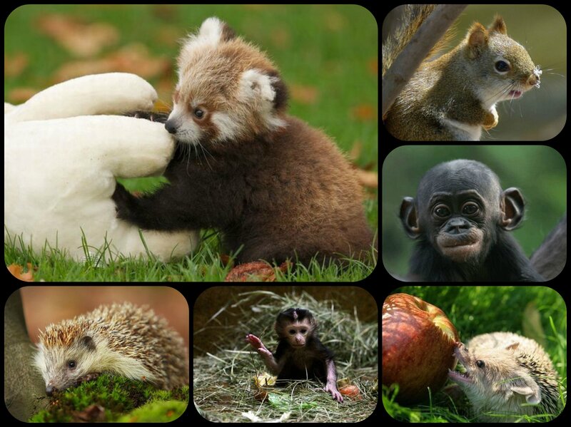 Cute Baby Animals