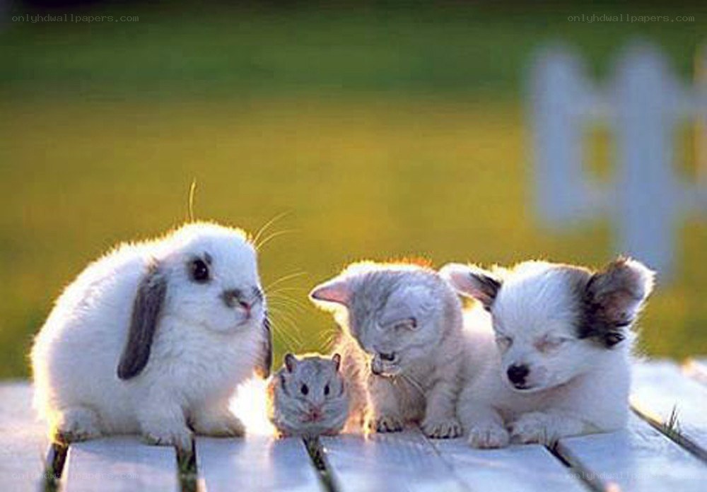 cute baby animals together