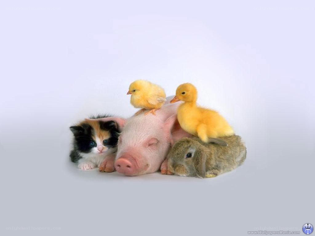 cute baby animals together
