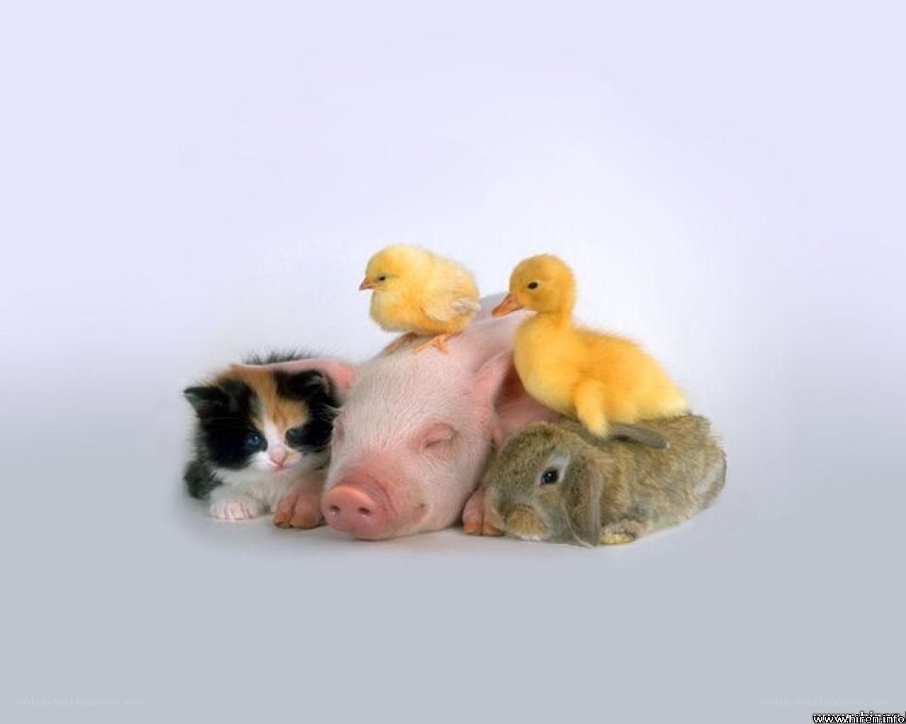 cute baby animals together