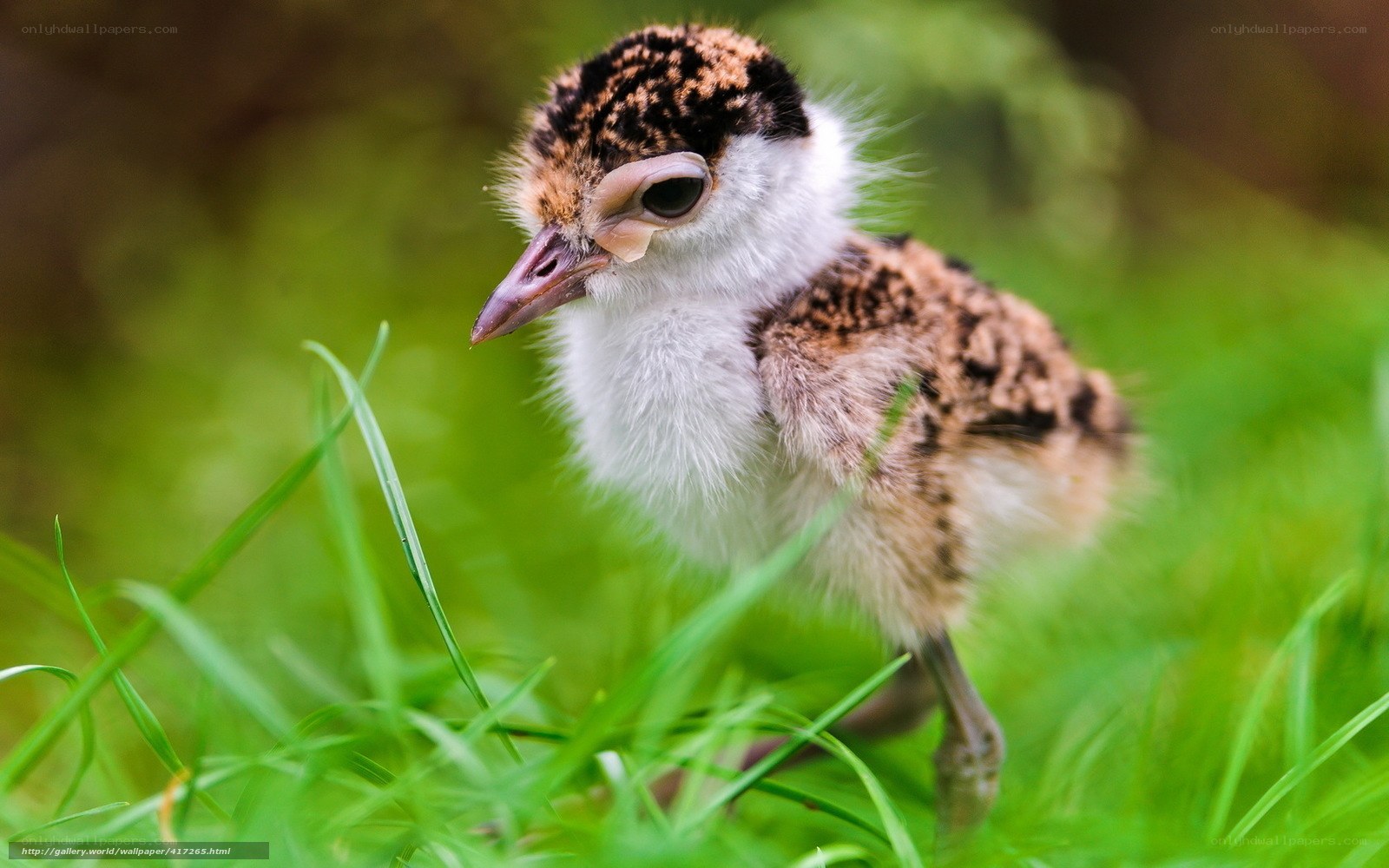 cute baby bird in grass