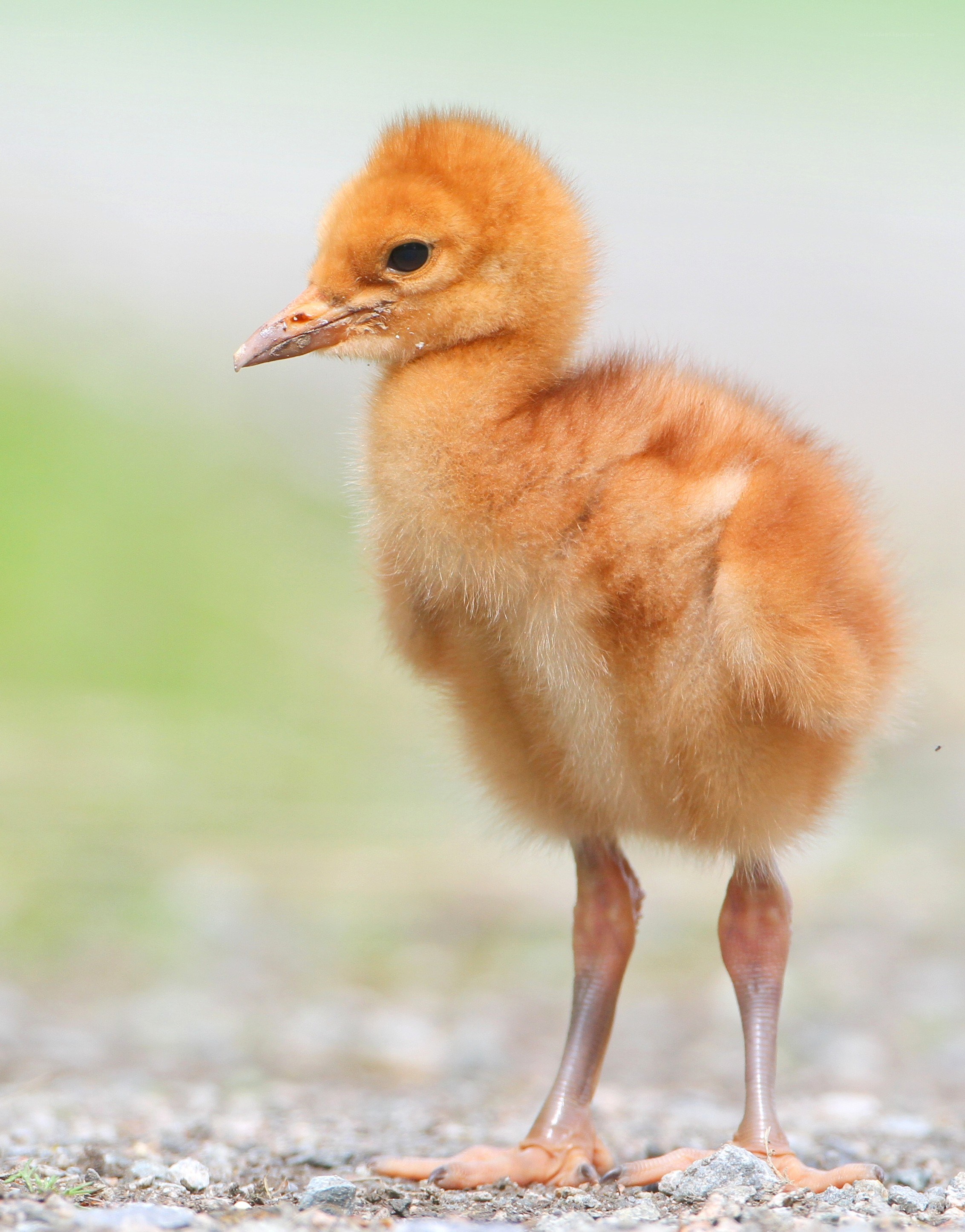 cute baby bird standing
