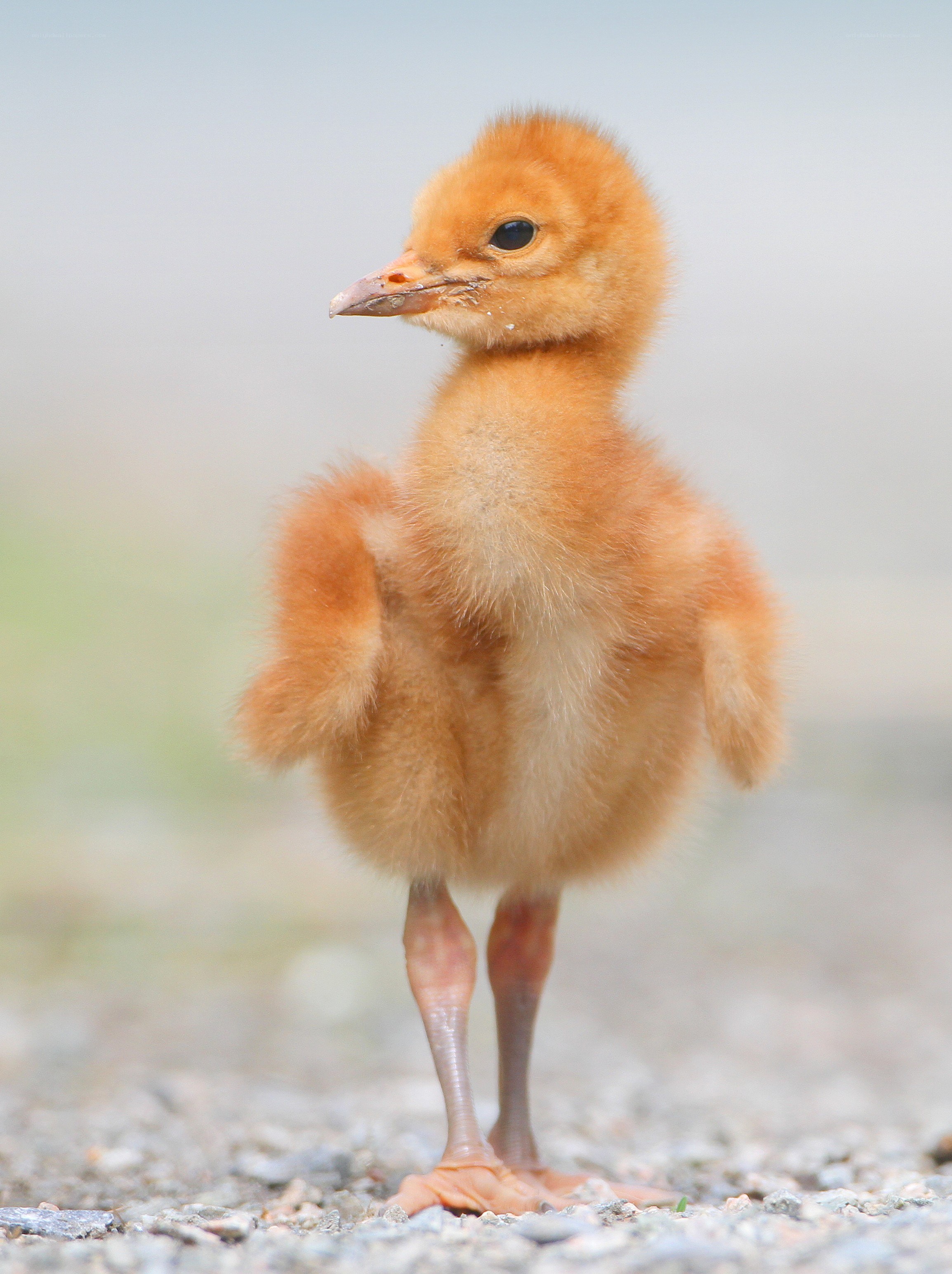 cute baby bird standing