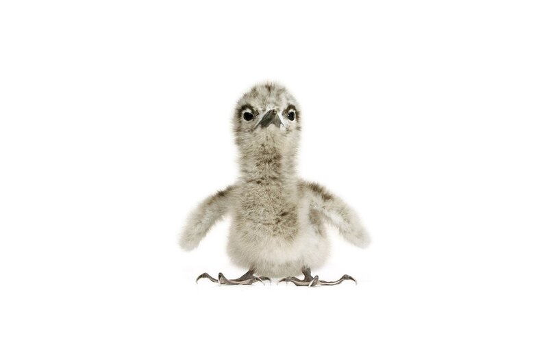 cute baby bird