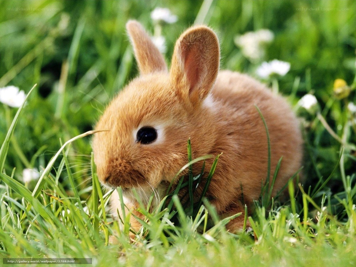 cute baby bunny in grass