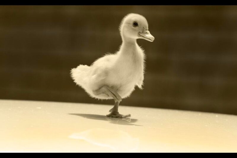 cute baby duckling walking