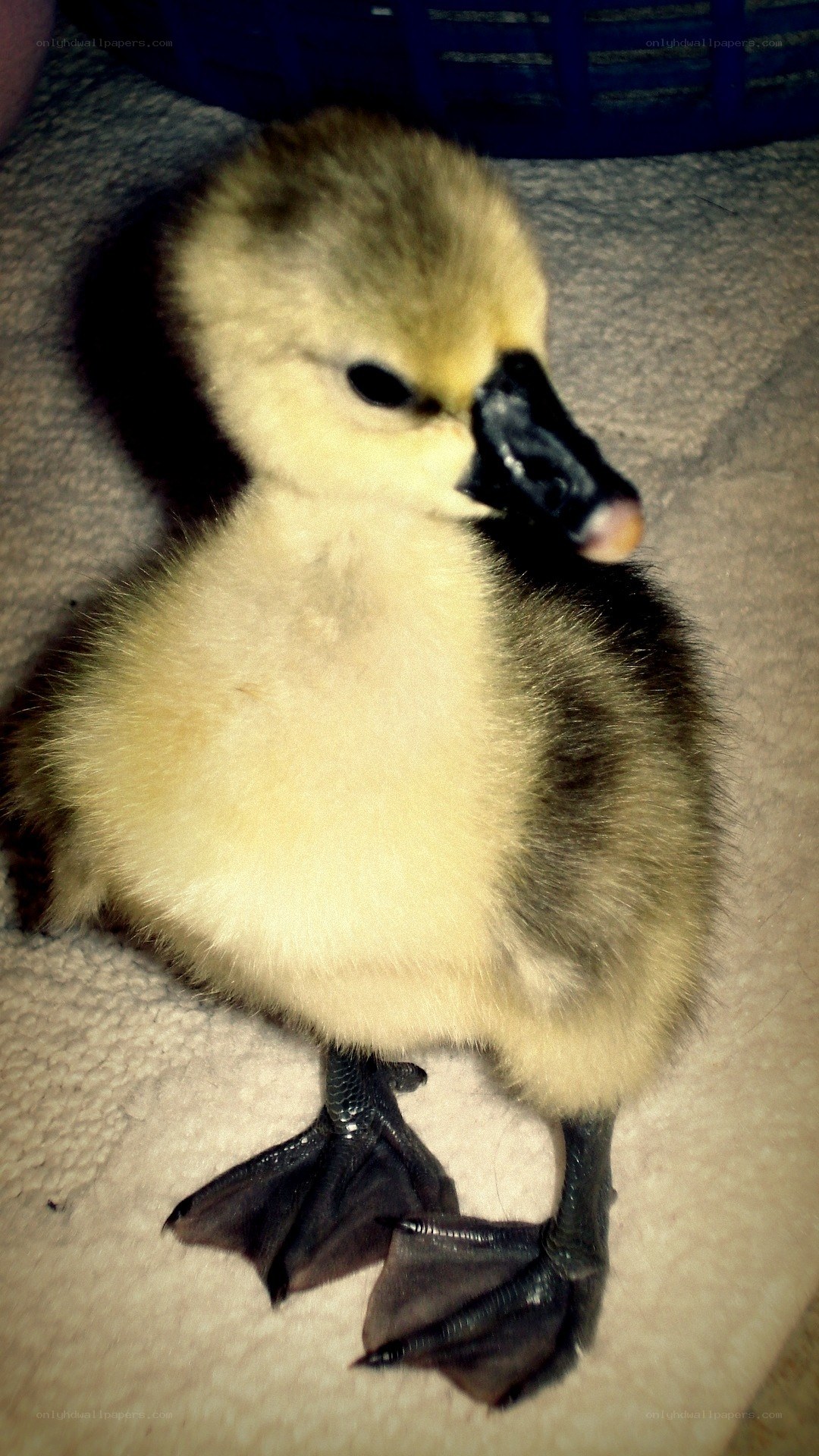 cute baby duckling