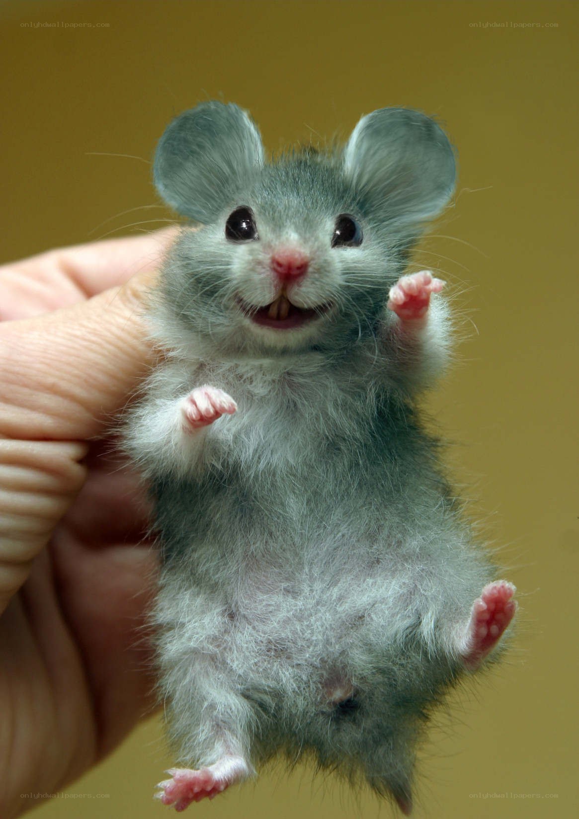 cute baby hamster