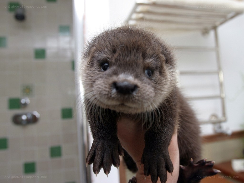 cute baby otter being held