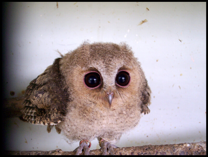 cute baby owl on a branch